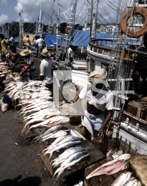 ｜ヴェール・オ・ペーゾ市場の鮮魚売場