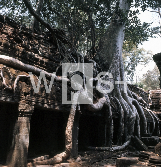 ｜アンコール遺跡、タ・プローム寺院