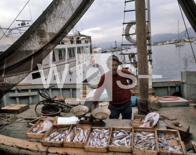 ｜サントロペで鮮魚をうる漁師