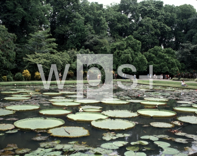 ｜ボゴール植物園