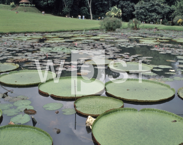 ｜ボゴール植物園