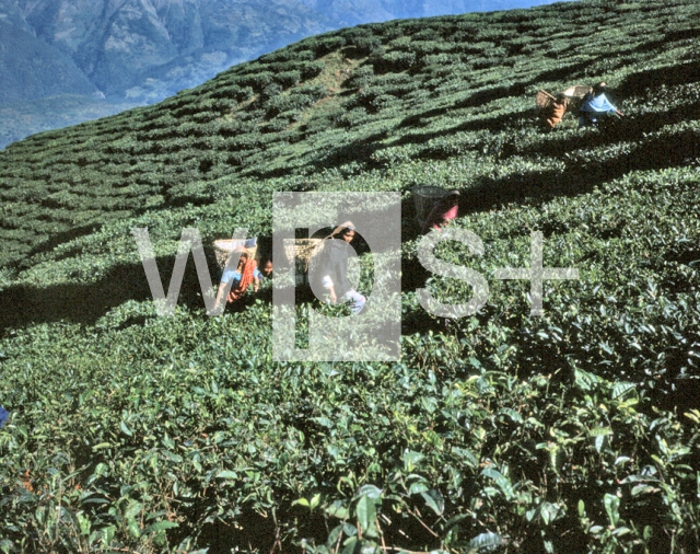 ｜ダージリン地方の茶園