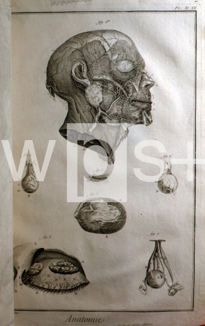 DIDEROT Denis & D’ALEMBERT Jean Le Rond｜解剖学（百科全書より）