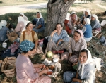 ｜ポピナ近郊のトマト畑で働く女性たち