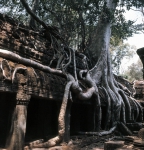 ｜アンコール遺跡、タ・プローム寺院