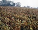 ｜シャンパーニュの葡萄畑