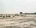 ｜砂漠地帯にいる羊の群れ