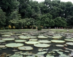 ｜ボゴール植物園