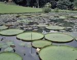 ｜ボゴール植物園