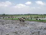 ｜ティルッチラーッパッリで田植えをする農民