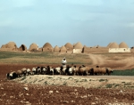 ｜アレッポとハマーの中間にある村の風景