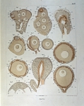 ｜「ヒドロ虫綱（クラゲ）の性的細胞の形成」より